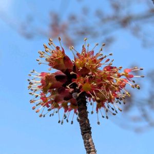 サクラ,ソメイヨシノ,ハナノキの画像