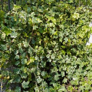 アイビー,アイビー（ヘデラ）,バラ　フェンス,庭園,青空の画像