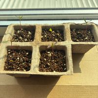 モミジ,いろは紅葉,モミジ(紅葉)の画像