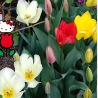 チューリップ,赤い花,秋植え球根,黄色い花,白い花の画像