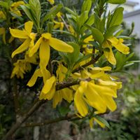 レンギョウ,畑の画像