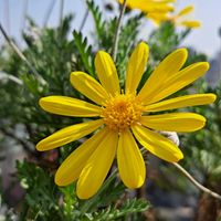 ユリオプスデージー,ユリオプス デージー,黄色い花,復興祈願,花友さんに感謝の画像