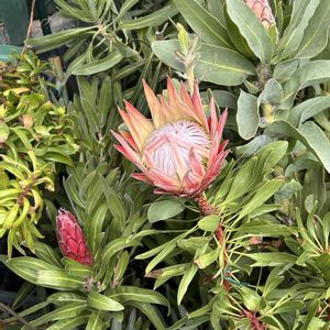 プロテア,プロテアミニキング,ネイティブ プランツ,ウッドデッキ,オージープランツの画像