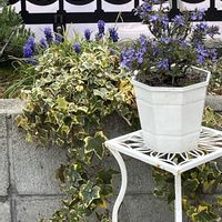 ムスカリ,ローズマリー,ハーブ,カラーリーフ,紫の花の画像