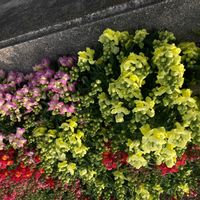 キンギョソウの画像