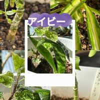 ハナニラ,シェフレラ,ムスカリ,ムスカリ,ペチコート水仙の画像