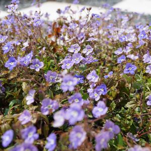 ベロニカ・オックスフォードブルー,ベロニカ・オックスフォードブルー,グランドカバー,青い花,青空の画像