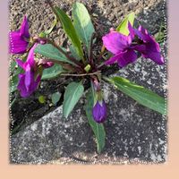 スミレ,スミレ,ブルーベリー,アイビー（ヘデラ）,ソメイヨシノの画像