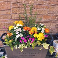 マリーゴールド,ライスフラワー,寄せ植え,花のある暮らし,みどりのある暮らしの画像