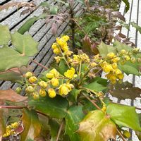 ヒイラギナンテンの画像