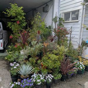 寄せ鉢,車庫の画像