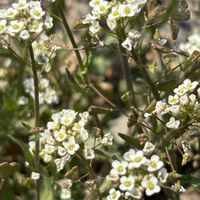 オオイヌノフグリ,ナズナ,菜の花,タンポポ,山野草の画像