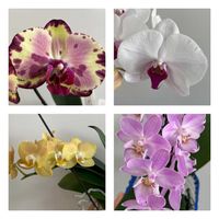胡蝶蘭,Phalaenopsis Marron,Phalaenopsis Miki Crown,水栽培の画像
