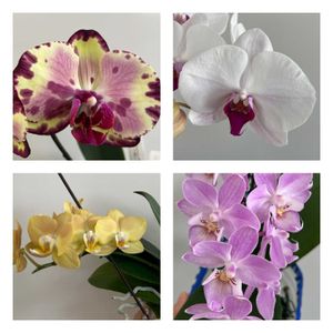 胡蝶蘭,Phalaenopsis Marron,Phalaenopsis Miki Crown,水栽培の画像