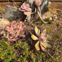 朧月,桜牡丹,多肉植物,秋麗♪,地植え花壇の画像