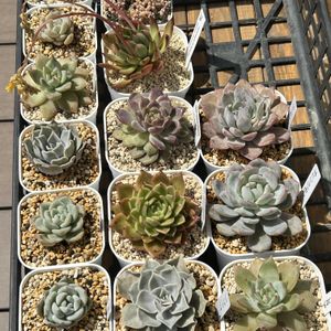 ガーデニング,ウッドデッキ,寄せ植え大好き,お迎え多肉,多肉箱の画像