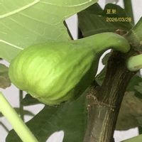イチジク,いちじく,夏果,室内栽培,鉢栽培の画像