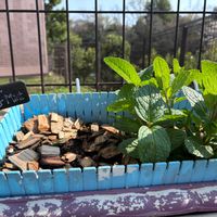 ハーブ,ハーブガーデン,ハーブ男子,小さな庭の画像