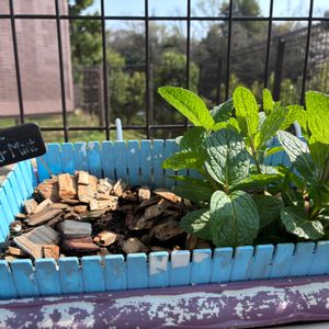 ハーブ,ハーブガーデン,ハーブ男子,小さな庭の画像