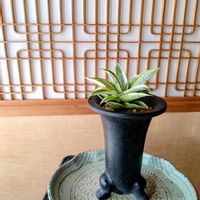 サンスベリア,サンスベリア ガブリエラ ホワイト バリエガータ,観葉植物,新潟県の画像