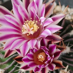 縮玉,紫晃星,トリコディアデマ デンサム,サボテン科,サボテンの花の画像