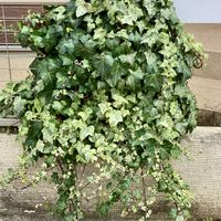 アイビー（ヘデラ）,アイビー（ヘデラ）,水耕栽培,つる性植物,綺麗✨の画像