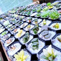 ハオルチア,アガベ,ハオルチア オブツーサ,多肉植物,ハオルチア属の画像