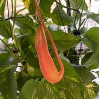 ウツボカズラ,食虫植物,ネペンテス属,ジャングル系,今さら知った(ﾉ≧ロ≦)の画像