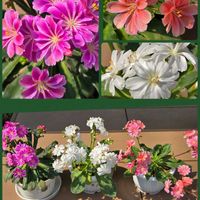 レウィシア,白い花,ピンクの花,春のお花,オレンジ色の花の画像