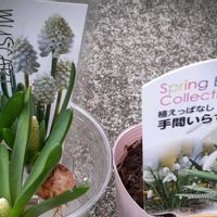 スノードロップ,ビジョナデシコ,ムスカリホワイトの画像