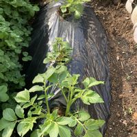 ジャガイモ,メイクイーン,じゃがいも芽かき,家庭菜園の画像