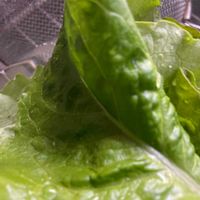 ツルムラサキの画像