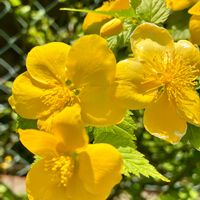 ヤマブキ,裏庭,いつもありがとう♡,優しい気持ち,繋がりに感謝✨の画像