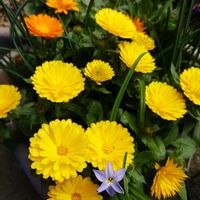 ハナニラ,フユシラズ,ワスレナグサ,ビオラ,カレンデュラの画像