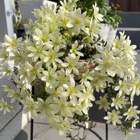 イチゴ,ビオラ,クレマチス ペトリエイの画像