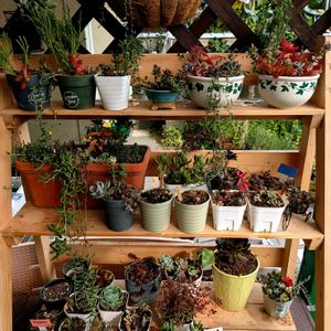 多肉植物,多肉棚,植えかえ♪,テラスの画像