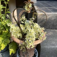 クレマチス,スイートアリッサム ,クレマチス　ぺトリエイ,いい香り,ピンク❤︎ピンクの画像