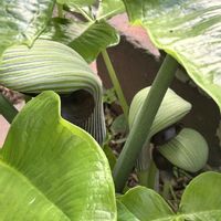 ムスカリ,芍薬,ムサシアブミ,宿根イベリス,ガーデニングの画像