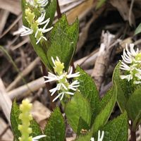 ヒトリシズカの画像