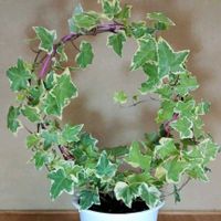 アリッサム,ゼラニウム,アイビー,グロリオサ,アイビー（ヘデラ）の画像