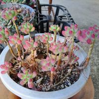 乙女心,乙女心,乙女心,パープルヘイズ,パープルヘイズの画像