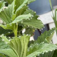 イチゴ,イチゴ,イチゴの溢液現象,大きな玉ねぎ,おでかけ先の画像