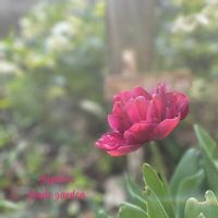 チューリップ,八重咲きチューリップ,チューリップ　タイワン,ナチュラルガーデン,ジャンクガーデンの画像