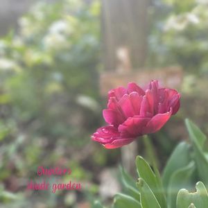 チューリップ,八重咲きチューリップ,チューリップ　タイワン,ナチュラルガーデン,ジャンクガーデンの画像