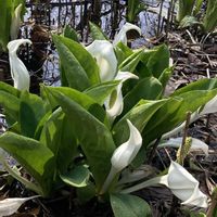 ミズバショウの画像