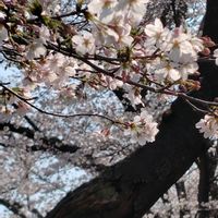 ニチニチソウ,ネモフィラ,桜,近くの公園の画像