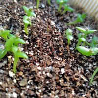 ドラゴンフルーツ,ドラゴンフルーツの画像