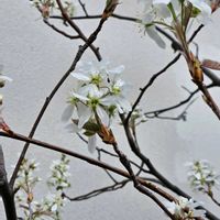 ジューンベリーの画像