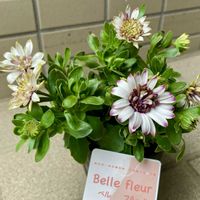 ヒヤシンス,マトリカリア,アネモネ・ポルト,ルメックス,ネメシア　ブルーベリーパイの画像