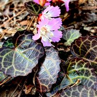 イワウチワ,山野草,絶滅危惧種,自生,常緑多年草の画像